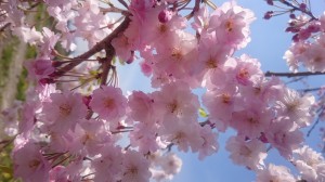 Ican Shirakawa _ cherry blossom 2017-8